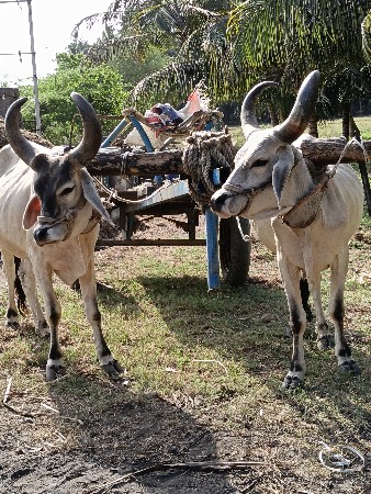 બળદ વેચવાના છે