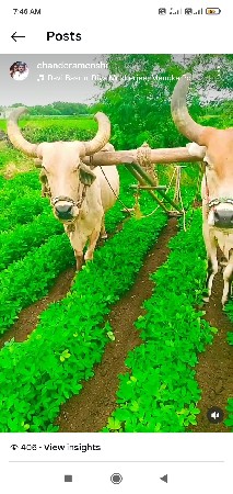 બરધ વેશવાના છે