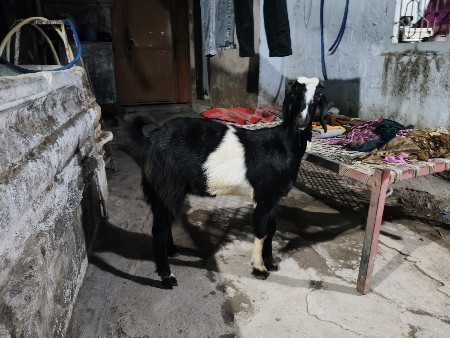પાઠ બકરી વેચવાની છે ચાર દાંત છે