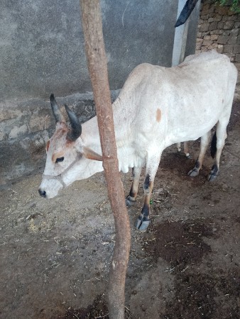 આ ગાય વેચવાની છે