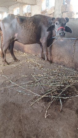પેલ વેતર ખડેલી વેસવાની