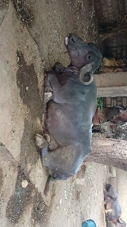 ભેંસ વેચવાની છે