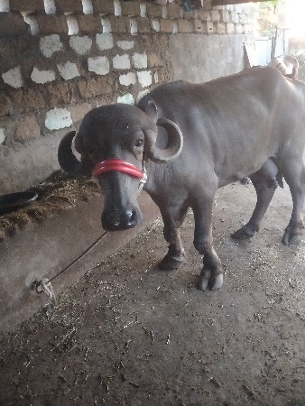 ભેંશ વેશવાનીછે