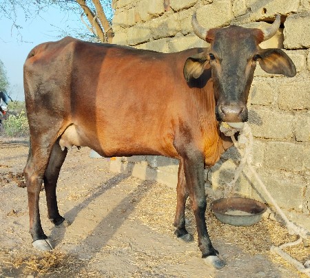 જર્સી ક્રોસ હોડકી
