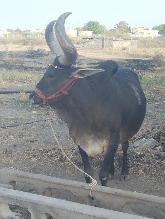 બળદ વેચવાનો છે