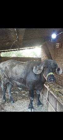 6 મહિનાની ગાભની