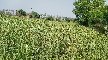 3 વિઘા ની ચાહટયો જુવાર વેચવા નો
