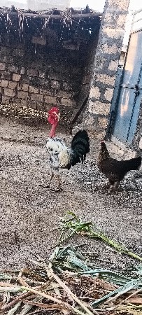 kukdo