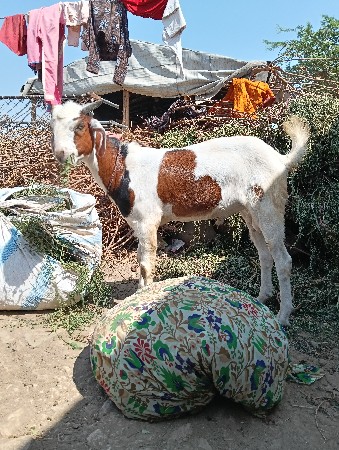 પોરબંદર જિલ્લો