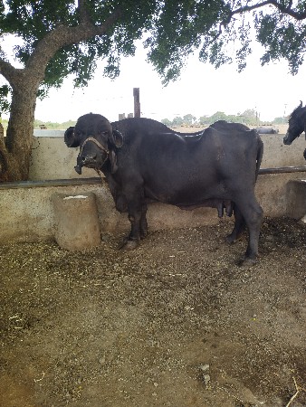 બીજુ વેતર 15 દીવશ ની વાર