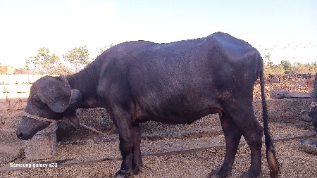 ભેંસ વેચવાની છે