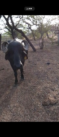 આ ભેંસ વેચવા ની છે.