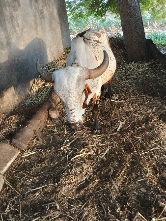 gay vesvani se