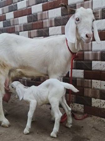 ગુલાબી બકરી