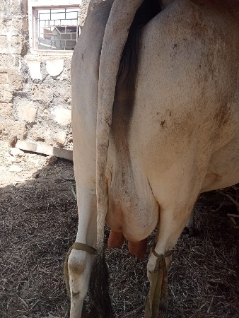 ૧ થી ૨ કાછી  હાજર