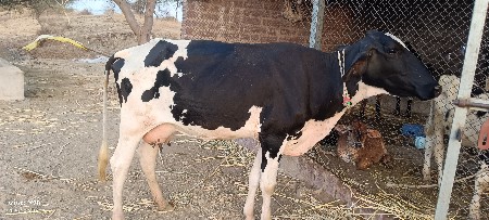 જર્સી ક્રોસ ગાય વેચવાની છે