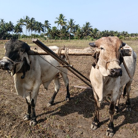ગોઢલા
