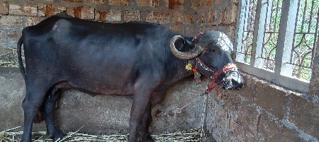 બીજુ વેતરી વીસ દિવસ ની કાચી