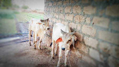 બળદ વેચવાના છે