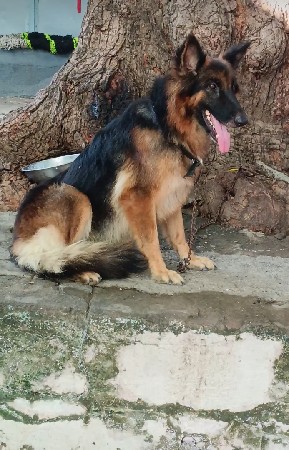 જર્મન શેફર્ડ ફિમેલ બે વર્ષની