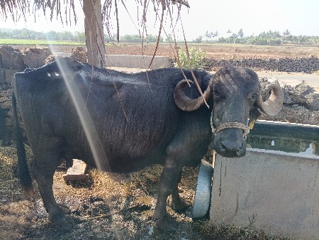 એક ભેંસ અને એક ખડેલું વેંચવાનું