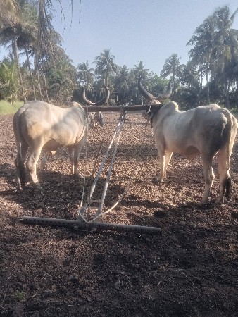 બળદ
