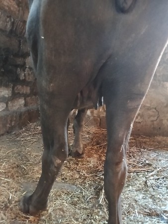 1 વેતર ખડેલી વેસવાની છે