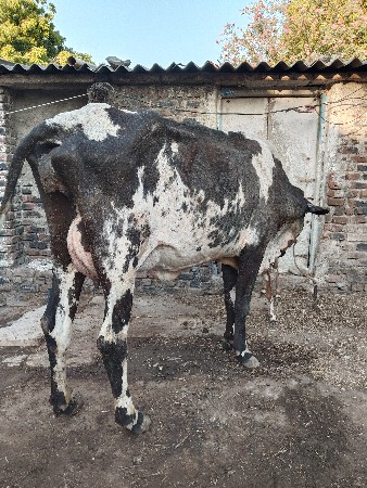 હોળકી વેચવાની છે