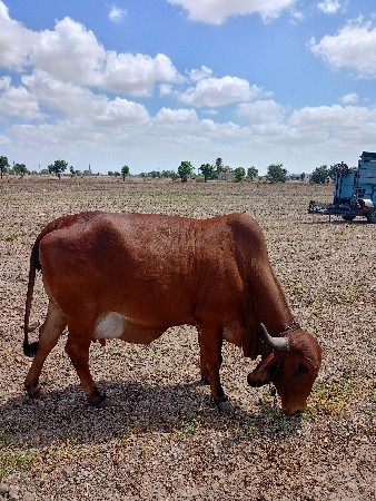 વેચવાનું છે