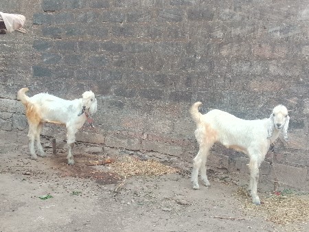 બેન ચાર બોકડા વેચાવ