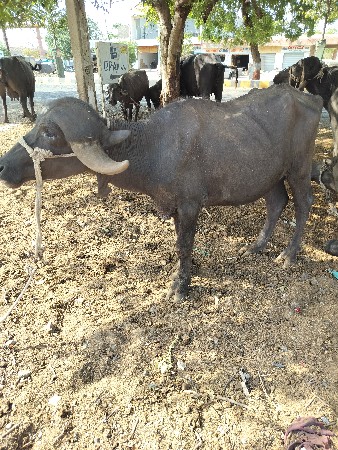 પાડો વેચવા નો છે
