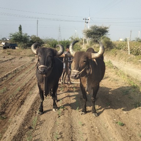 બળદ સોજા છે