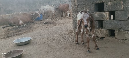 દસ દિવસનો વાછડો વેચવાનો છે