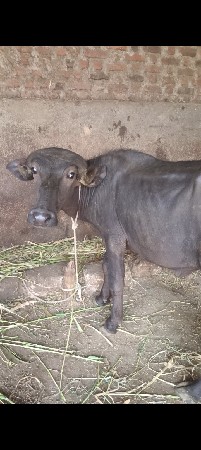 khaday vechvani che