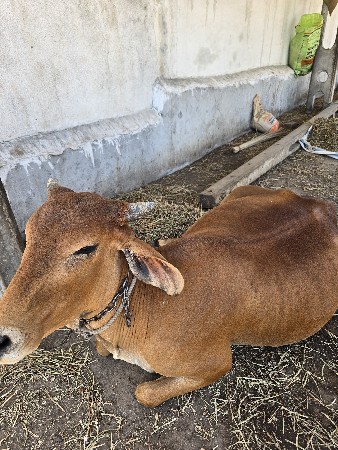 ગાય વેચવાની છે