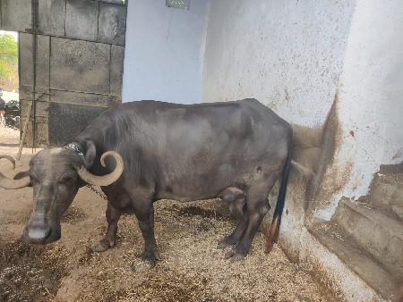 ભેંસ વેચવાની છે