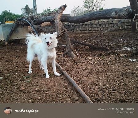 પોમેનિયન કૂતરી વેચવાની સે