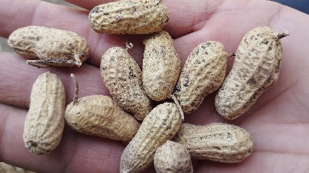 મગફળી