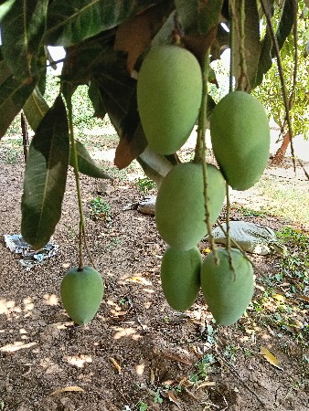 બગીશો ઉધળો દેવાનો સે. 60 આંબા