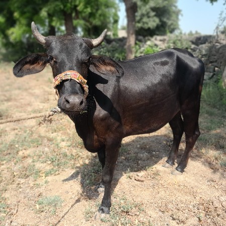 2 મહિના થિયા થઈ એને