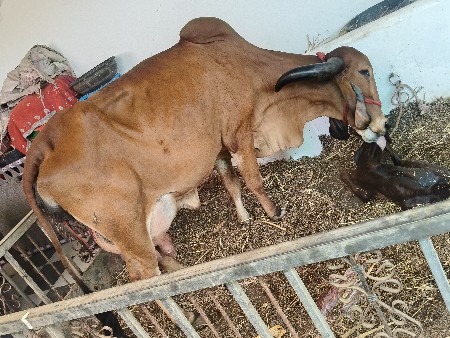 ગિર ગાય વેસવાની છે