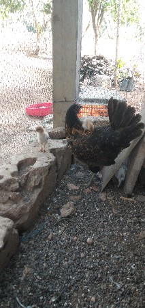બચા વાણી મુર્ગી વેચવાની છે