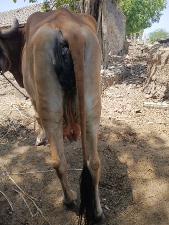ગાય વેચવાની છે. સાવ સૉજી