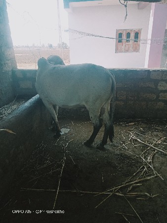 પાંચ મહિના નો ગાભ છે
