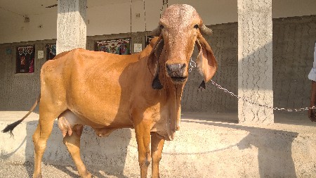 ગાય