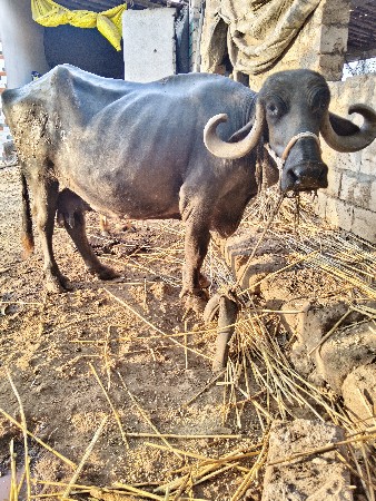 ભેંસ વેચવાની છે