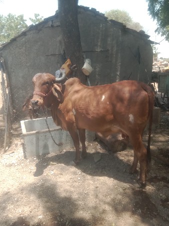 દેશી ગાય વેચવાની છે