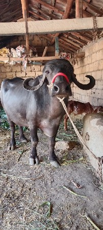 ભેંસ વેચવાની છે