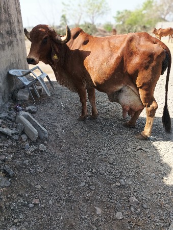 વેચવાની છે