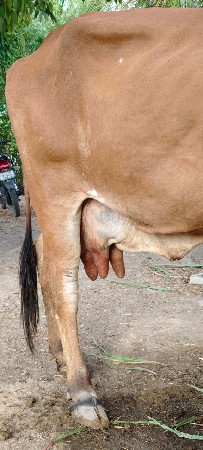 ઓરિજન ગીર ગાય છે